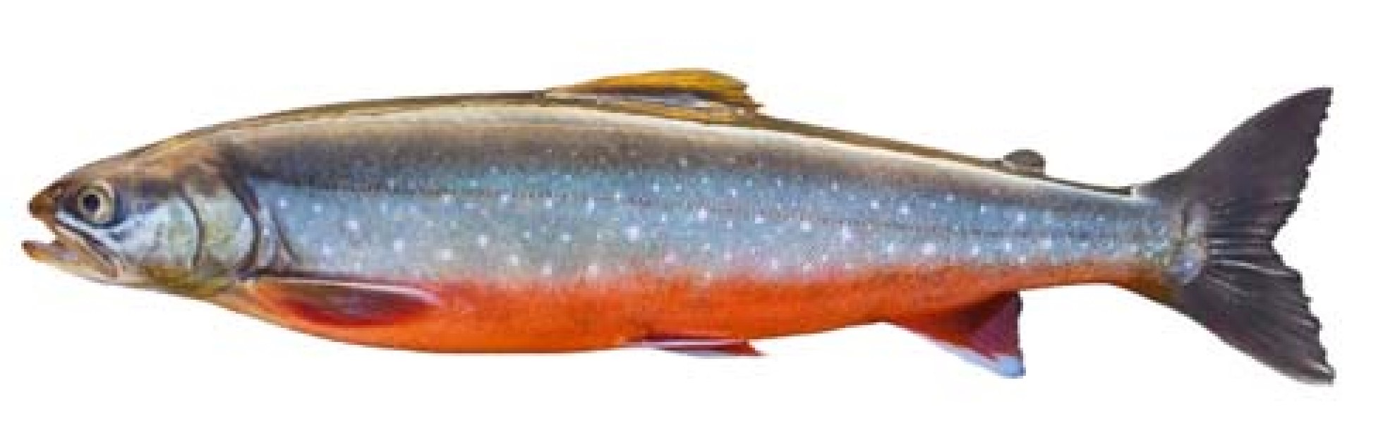 Bleikja Arctic charr